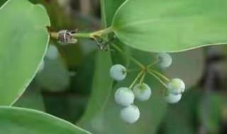 伏苓适合在哪里种植 茯苓是怎样种植的